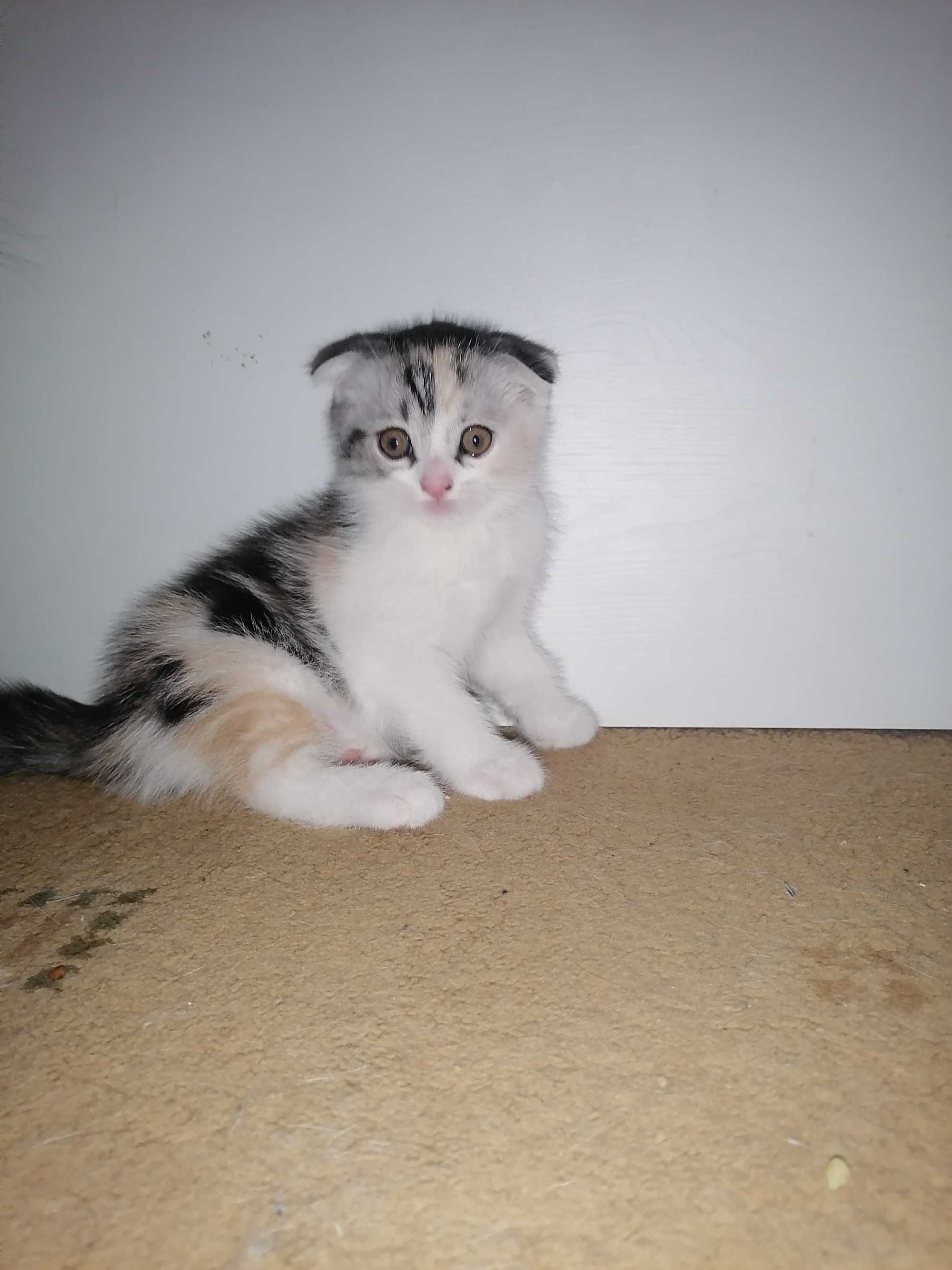 Котёнок шотландский породы