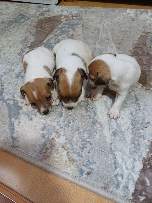 Щенки Джек-рассел-терьер