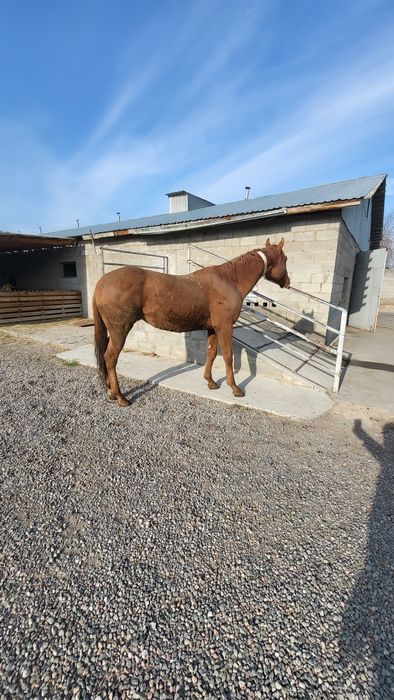 Продам Чистакровного Англичанин