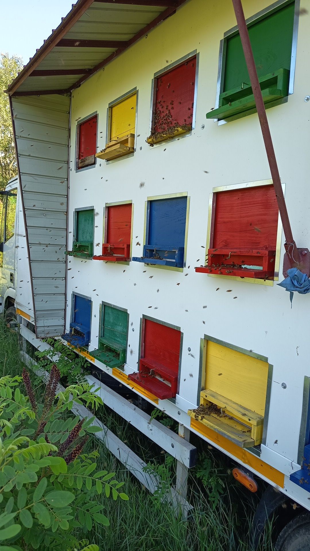Vând 35 familii de albine, 380 lei, negociabil la fața locului.