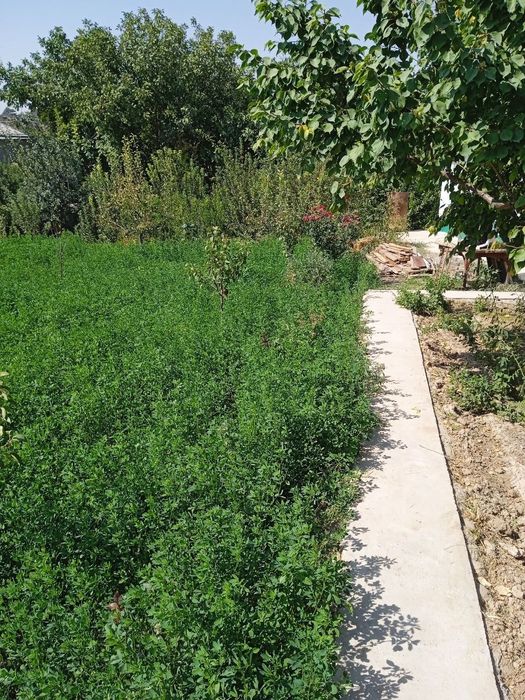 Кибрай тумани Жамбул м.ф.й да 4хона,20 сотиг хонадон сотилади