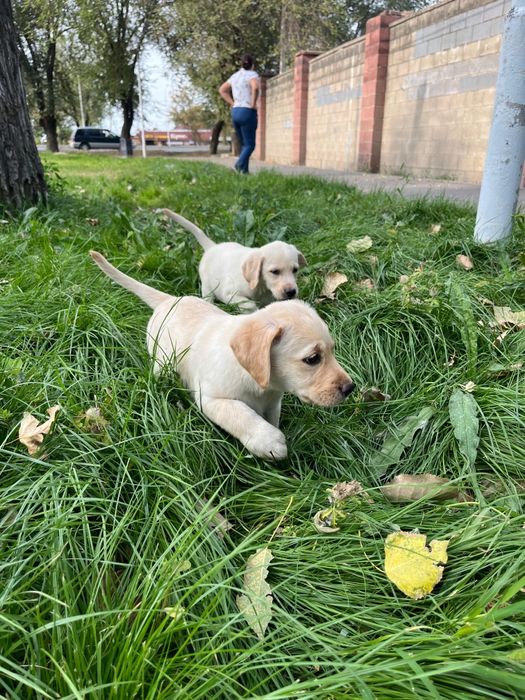 Продам щенков лабрадора