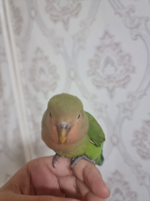 Lovebird, Nerazluchnik qo'lga ancha o'rgangan erkak(aniq emas)