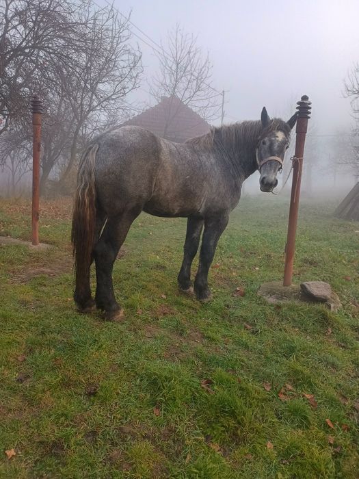 Vând sau schimb mânz percheron