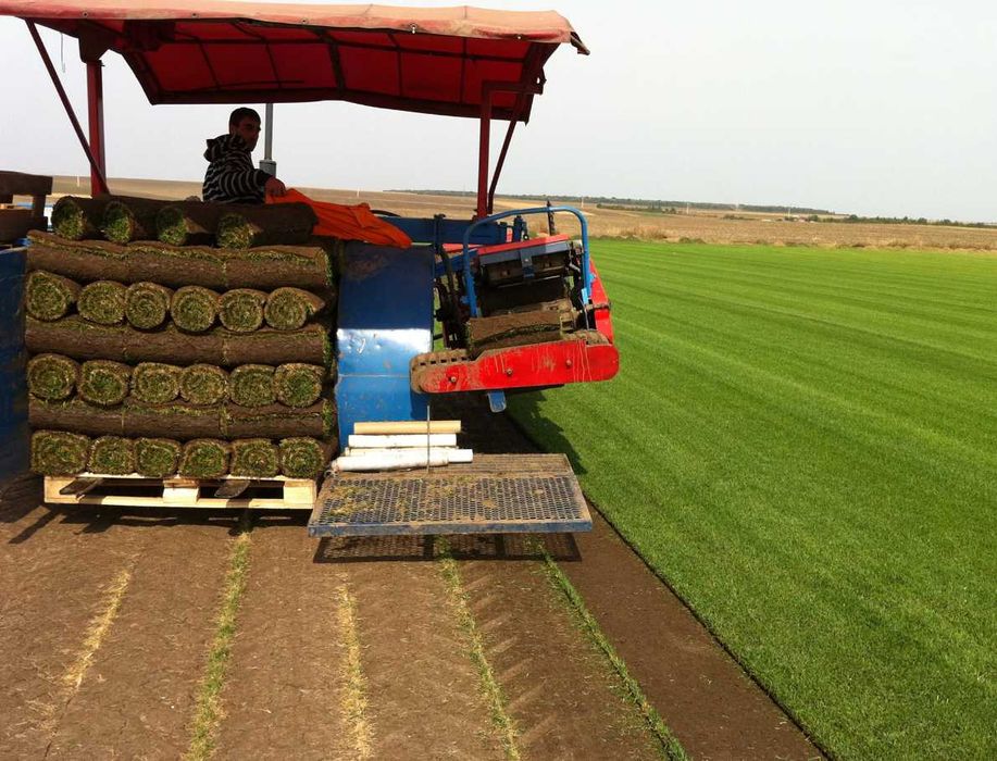 Gazon Rulou Calitate extra , Oferim transport oriunde in tara !