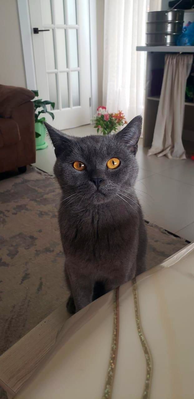 Британский голубой кот