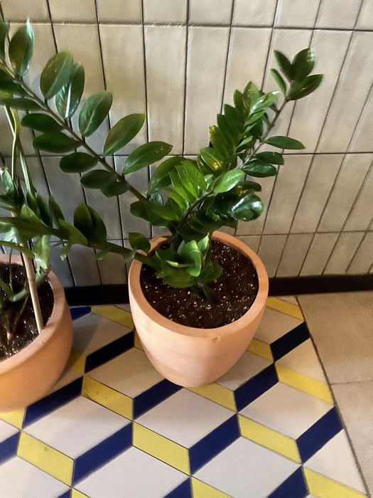 Продаются комнатные растения Замиокулькас, Аглаонема, Фикус, Шеффлера