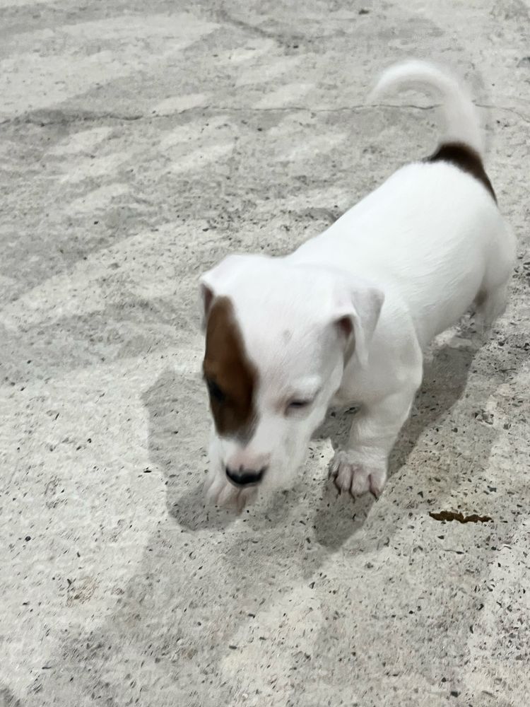 Jack Russell terrier / Джак Ръсел териер
