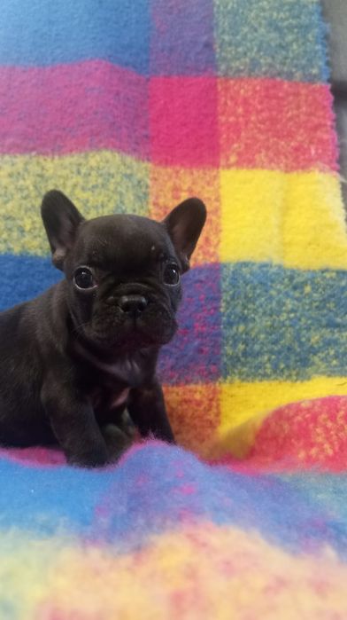 Bulldog francez.