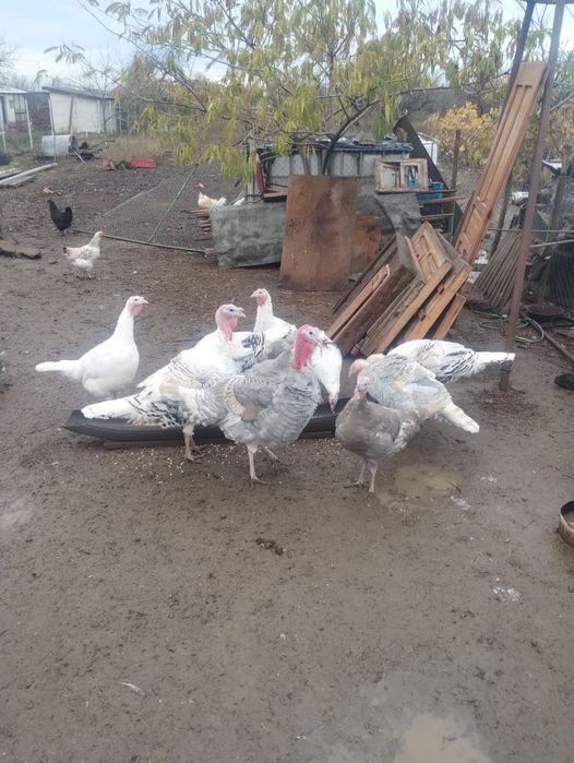 vând curci de casă