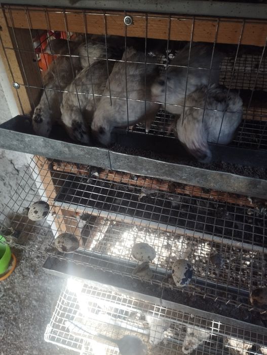 Beliy gegant bedana urugʻlangan tuxumi sotiladi