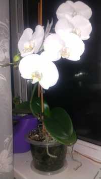 Продам белую орхидею