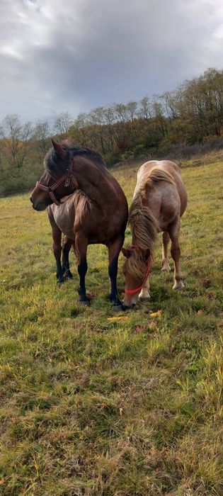Iapa și manza.      .