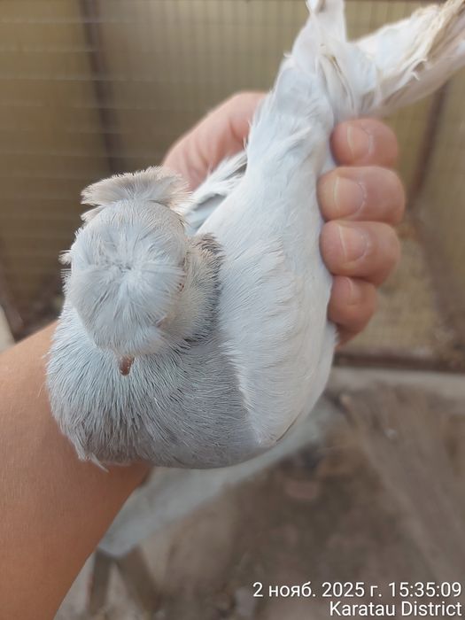 Голуби игровая линия