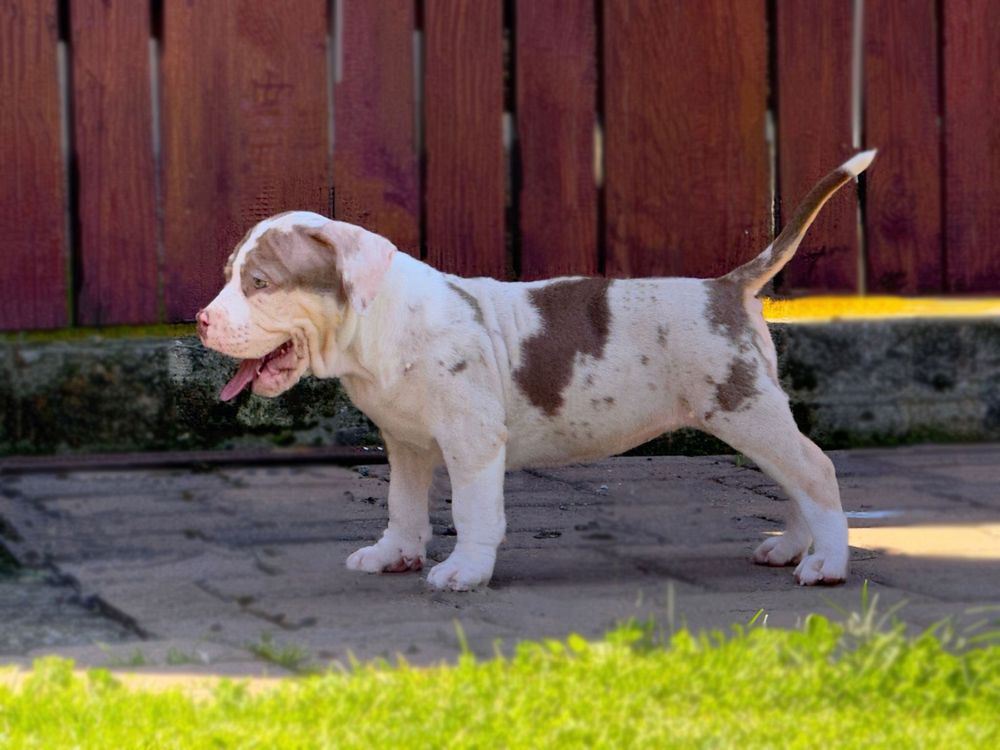 Vand American Bully