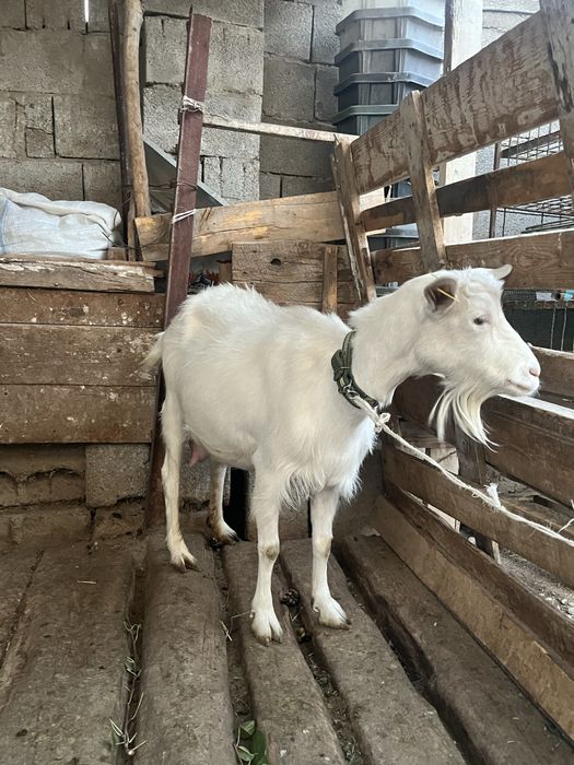 Заенин ешкілер сатылады
