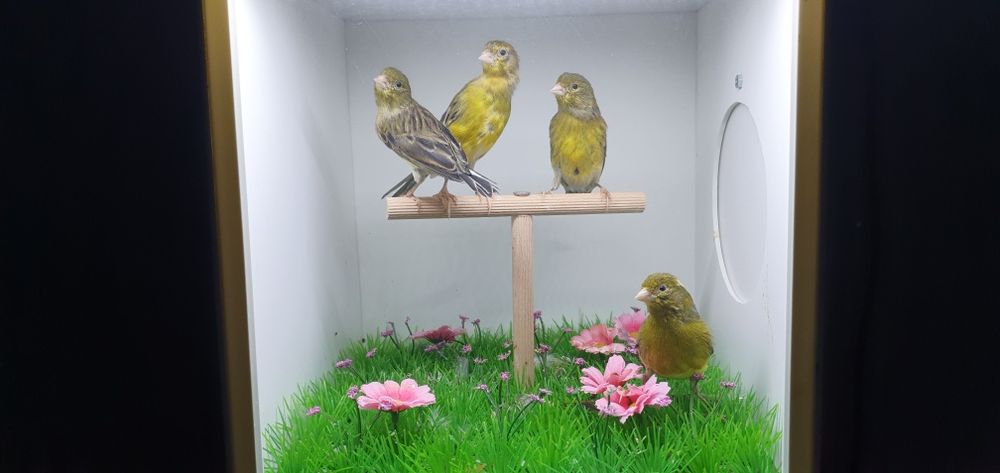 Canari razza espaniol  2025