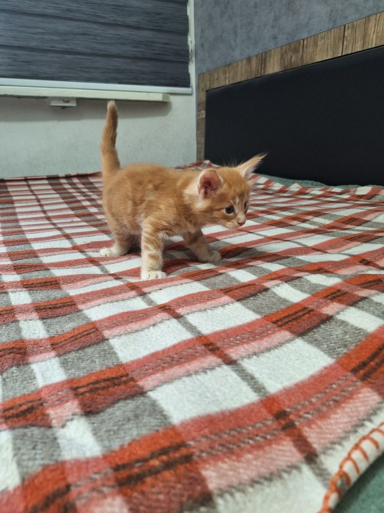 Котята породы Мейн-кун, раннее бронирование!