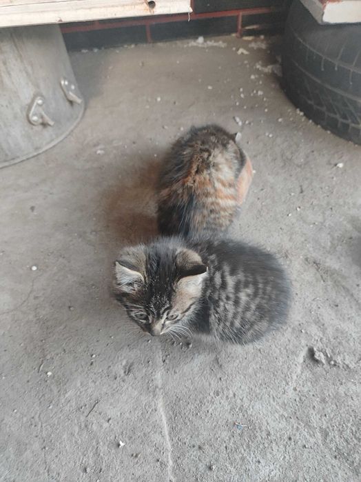 Два котёнка ищут дом!