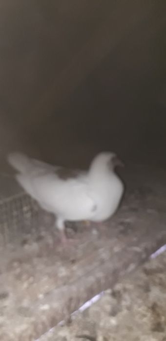 Vand porumbei voiajori