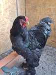 Cocoși brahma și australorp