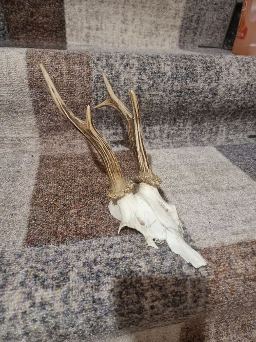 Трофеи от сръндак