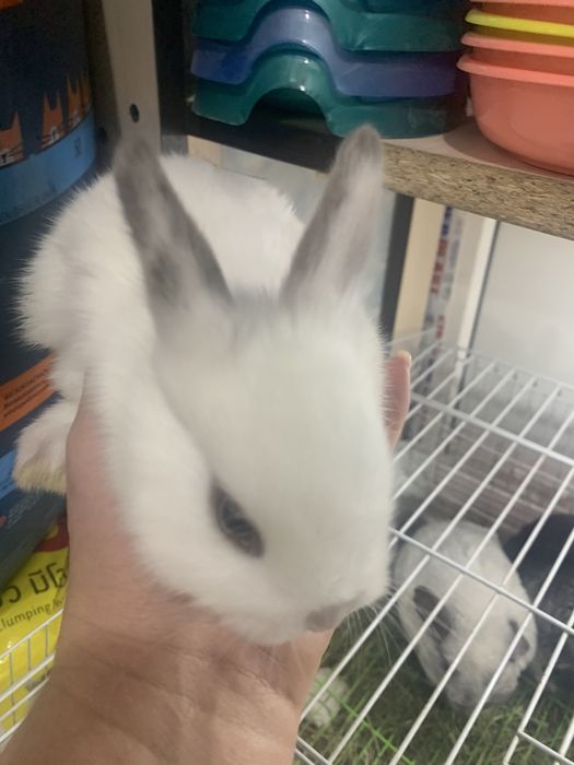 Кролик декоративный