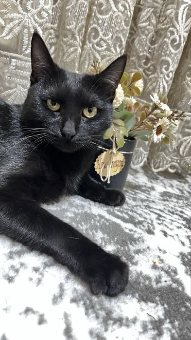 ОТДАДИМ ДАРОМ кошек в хорошие руки