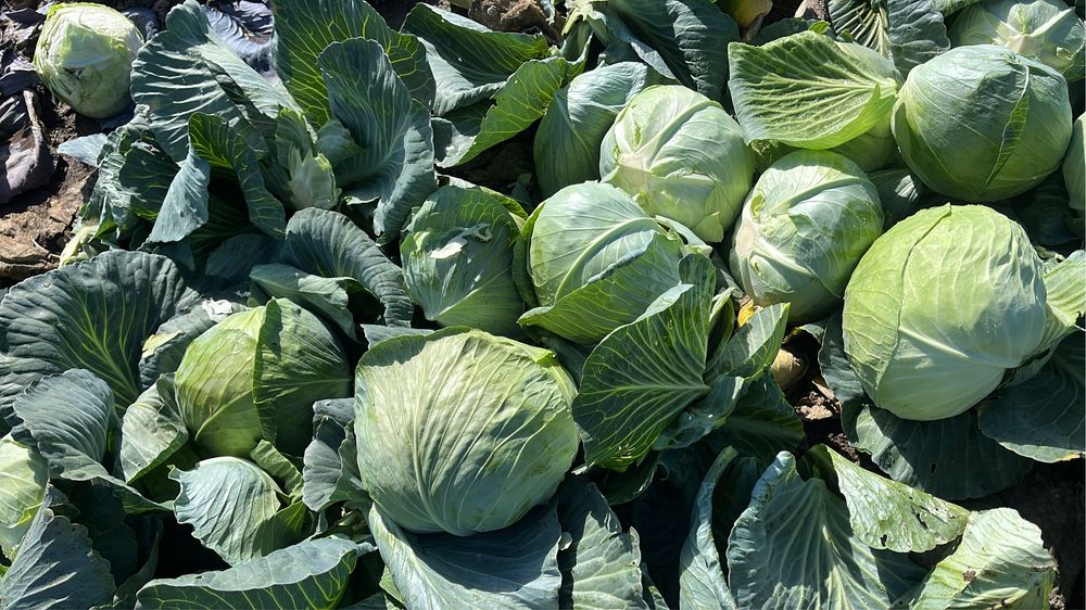 Varza Kilaherb..