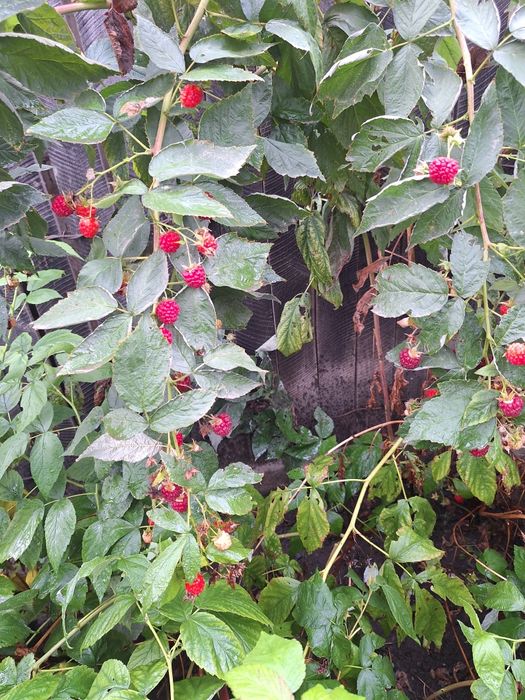 Butasi de mur THORNFREE  si zmeura.