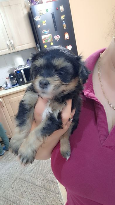 Bichon havanez cu pedigree