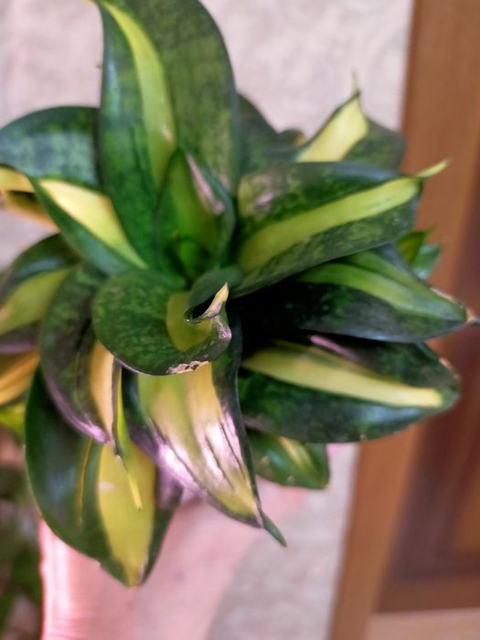 Продам комнатные растения.