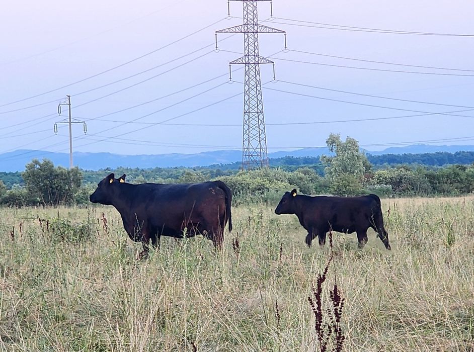 Aberdeen Angus juninci gestante, tauri