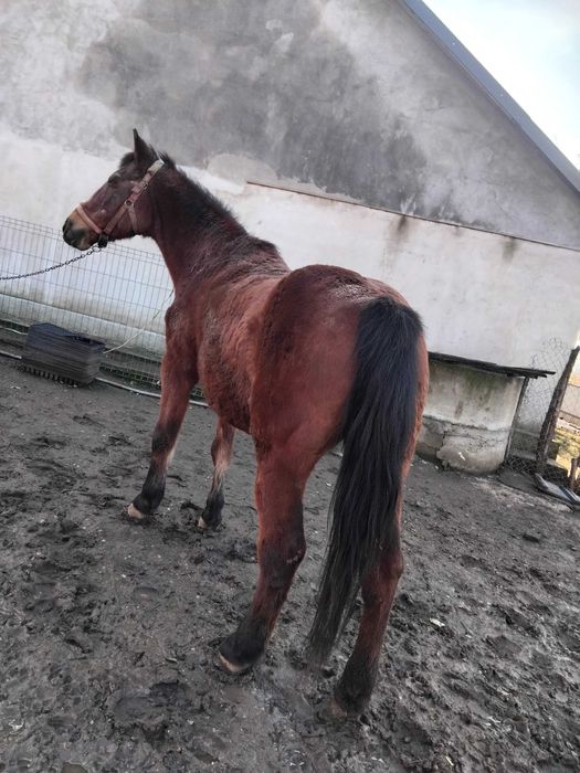 Iapa grasa pt abator