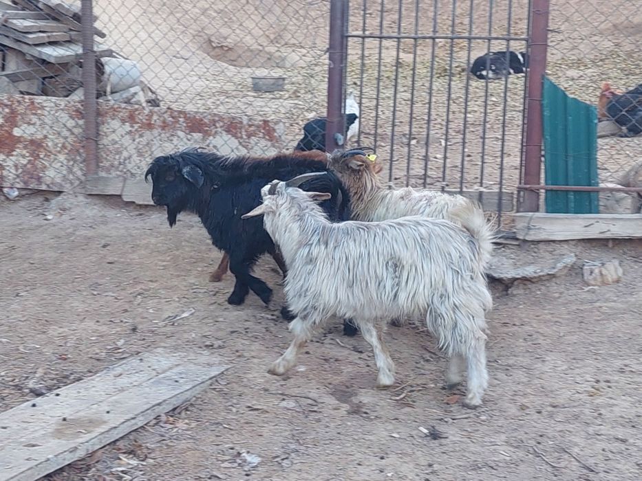 Еркек теке лақтар сатылады