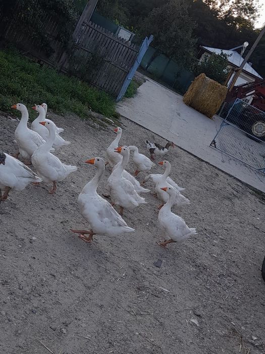 Gâște mari, ouătoare – 230 lei (negociabil) 

Vând gâște sănătoase