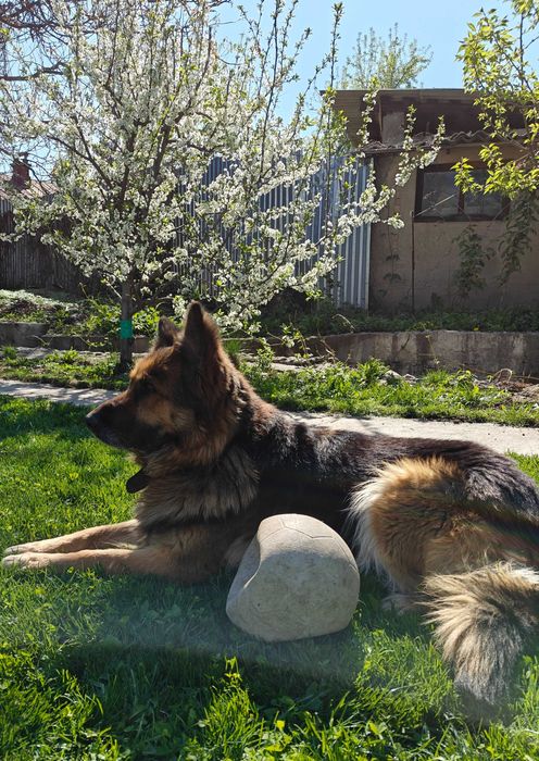 Отдам в хорошие руки овчарку