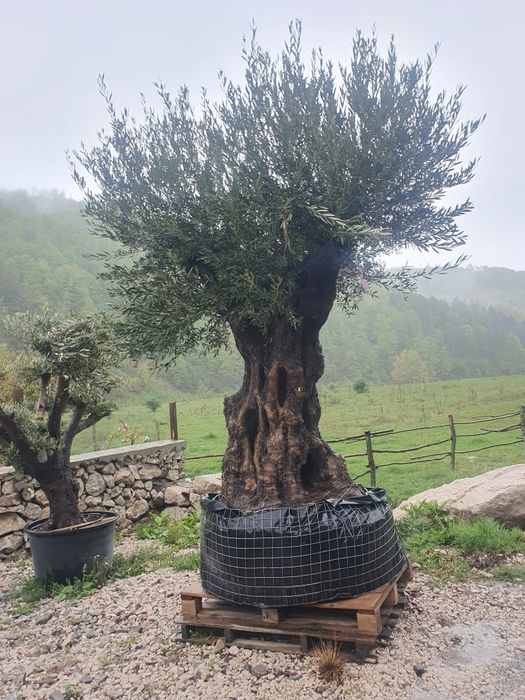 Vand maslini seculari ( bătrâni )