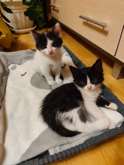 Подарявам котенца!