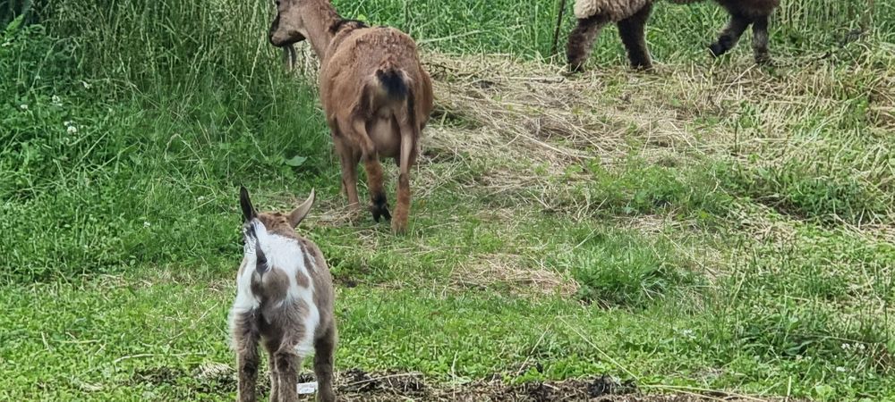 Familie capre pitice olandeze