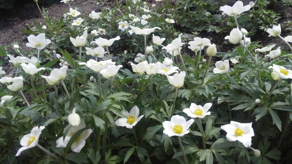 Многолетние растения цветут всё лето