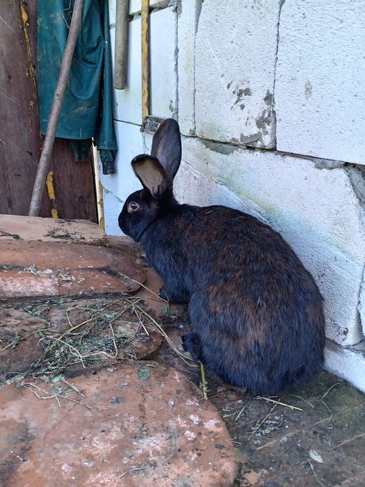 De vânzare iepuroaică neagră de 10 luni