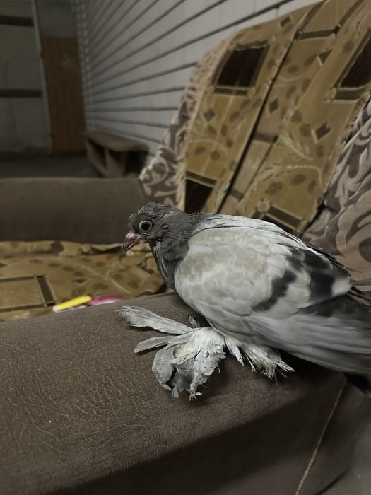 Продам голубей 2 шт