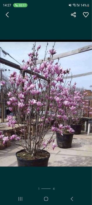 Magnol si multe alte plante etc