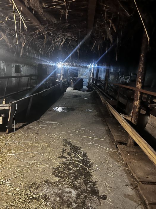 Сдам в аренду ангар для скота