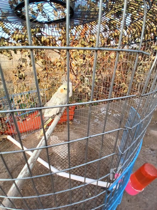 Попугай Корелла девочка