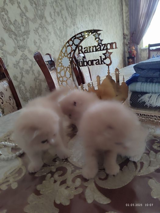 Assal Mushuklar  shatlanskiy. Asil zotlik