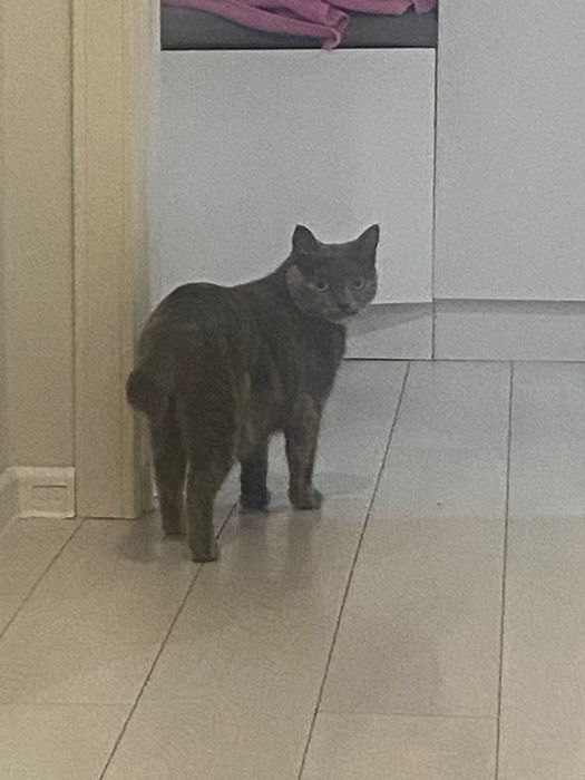 Кошку отдадим в хорошие в руки