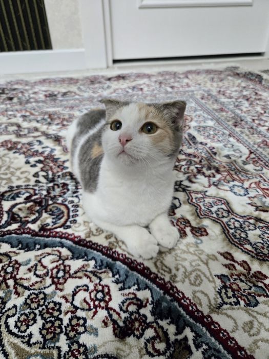 Отдам котёнка (шотландская вислоухая)
Милая и очень ласковая девочка,
