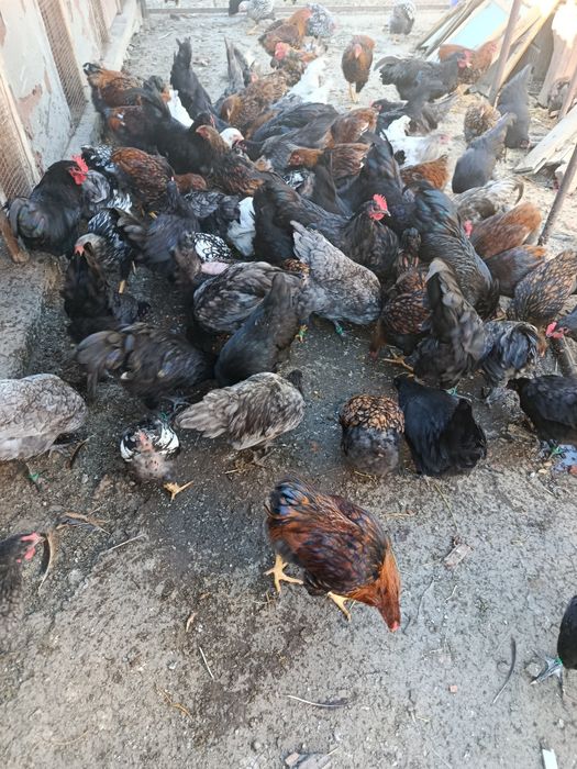 Vind găini wiandotte GSG australop